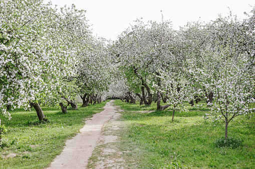 path through an orchard with a field of flowers and blooming apple trees