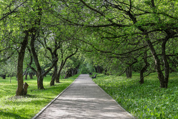 istock road in the park with green tree branches and benches 1493556061