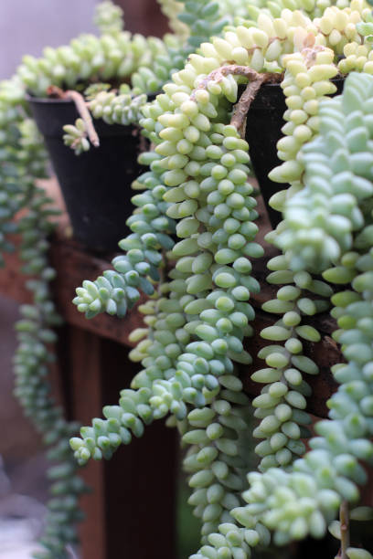 istock Sedum morganianum, the donkey tail or burro's tail 1493557038