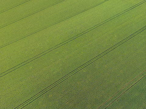 Taking care of the crop. Aerial view of a huge farmland. Green wheat fields from a bird's eye view, even lanes of road intended for a tractor. Abstract patterns on farmland. Straight lines. Background