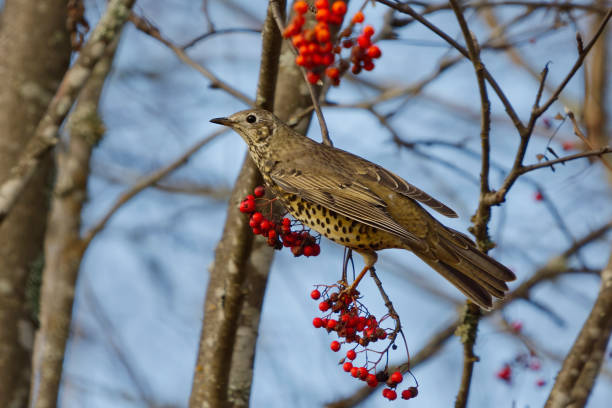 istock Mistle thrush (Turdus viscivorus) sitting in a rowan tree in autumn. 1493560376