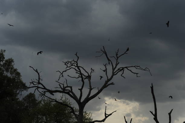 istock Beautiful Cloudy weather in rawalpindi 1493565655