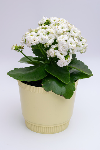 Beautifully blooming white kalanchoe flower in pot on non isolated white background