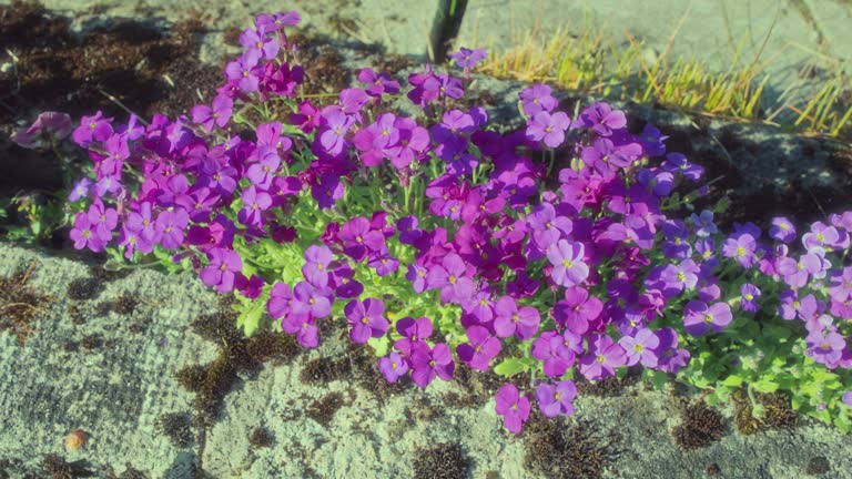 Aubrieta plant blowing in the wind