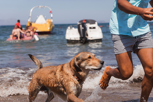 Dog following his owner through the sea to the beach