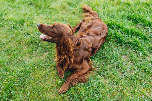 Beautiful Irish Setter dog is lying in grass and looking attentively into the photographer's camera on a beautiful spring day