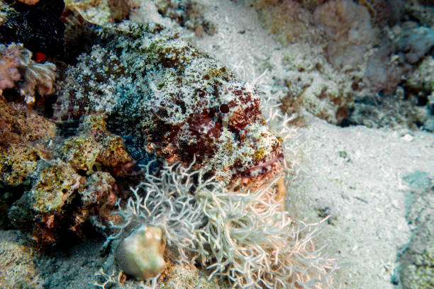 istock A Bearded Scorpionfish (Scorpaenopsis barbata) in the Red Sea, Egypt 1493569891