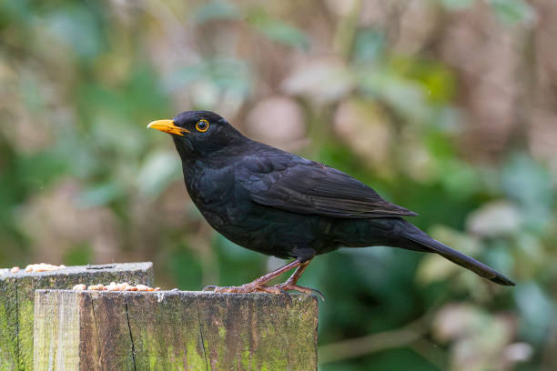 un oiseau noir mâle en angleterre - common blackbird photos et images de collection