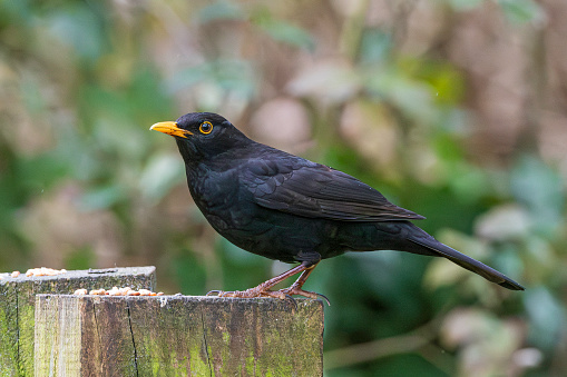 A Male Common Black Bird in England