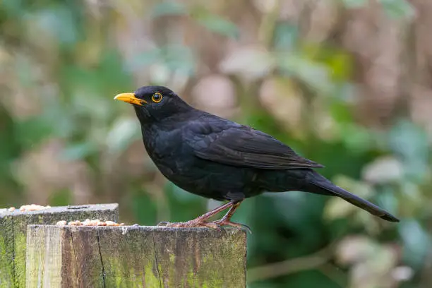 The common blackbird is a species of true thrush. It is also called the Eurasian blackbird, or simply the blackbird where this does not lead to confusion with a similar-looking local species. It breeds in Europe, Asiatic Russia, and North Africa, and has been introduced to Australia and New Zealand.