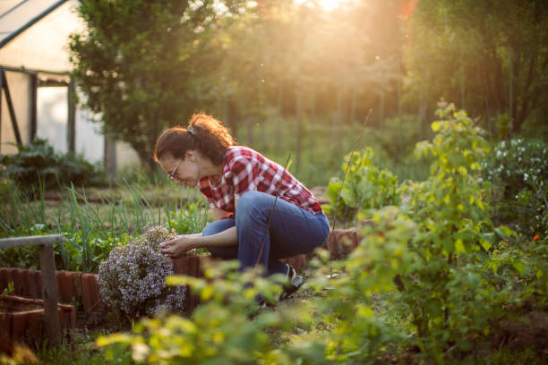 istock Mature woman enjoying working in garden 1493571240