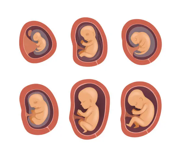 Vector illustration of Process of Fetal Development or Embryological Stage Vector Set
