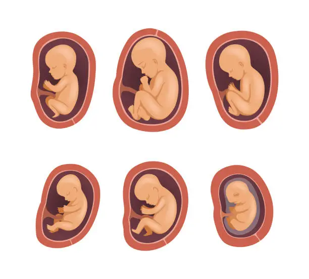 Vector illustration of Process of Fetal Development or Embryological Stage Vector Set