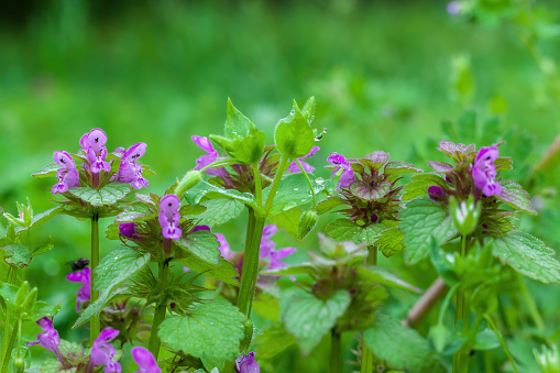 Pink flowers of nettle Lamium maculatum in the garden. Front of the Green background.