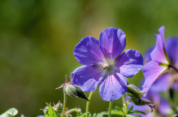 istock Blue Geranium Rozanne blooming in spring sunny, beautiful bokeh in the background. (Geranium himalayense). 1493571975