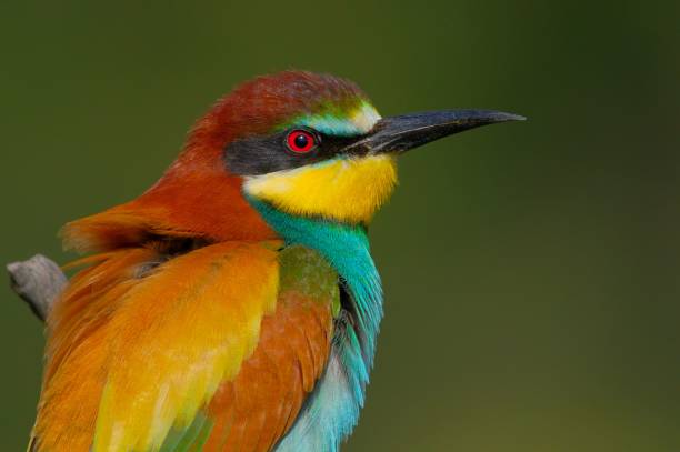 istock Selective focus of a Eurasian bee-eater perched on a tree branch with a blurry background 1493574099