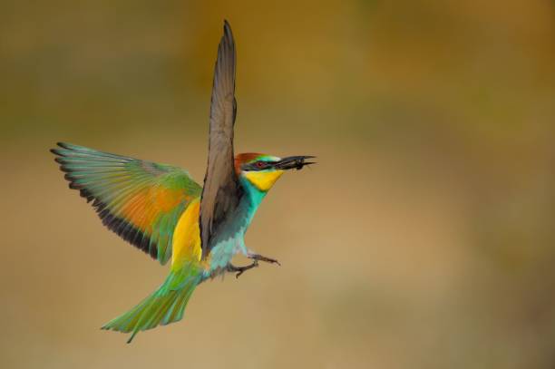 istock Selective focus of a Eurasian bee-eater in the air with a blurry background 1493574104