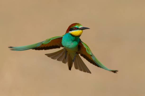 istock Selective focus of a Eurasian bee-eater in the air with a blurry background 1493574105