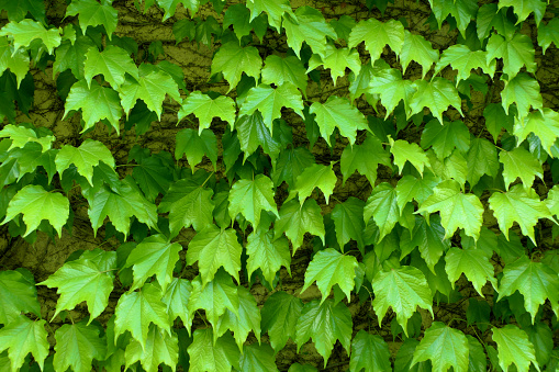 Glossy green Boston Ivy (Parthenocissus tricuspidata) leaves on a French farmhouse wall