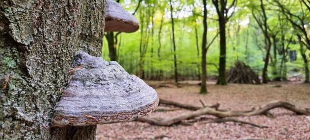 Hoof Fungus Fomes fomentarius (L.) Fr. in Forest Speulderbos - Garderen/Veluwe.