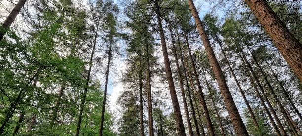 istock Forest Speulderbos - Garderen/Veluwe 1493574590