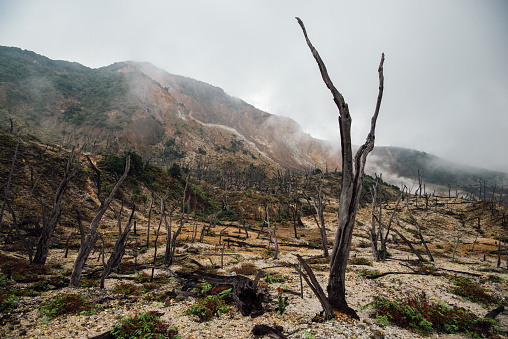forest landscape after volcanic eruption
