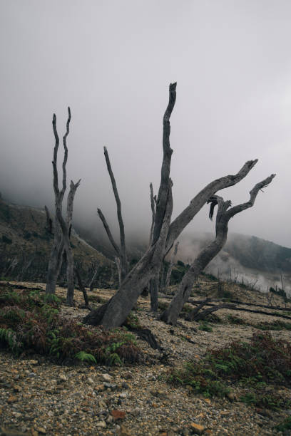 istock Dead burnt forest volcano in Indonesia, after eruption 1493577525