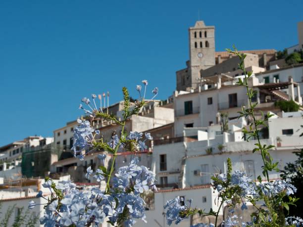 schöne blumen mit einer skyline der stadt im hintergrund. ibiza, spanien. - ibiza town stock-fotos und bilder