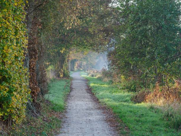 istock Scenic autumn landscape with a narrow path surrounded by lush vegetation. Westphalia, Germany. 1493580294