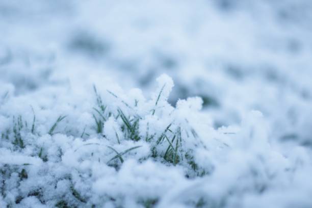 istock Grass in snow with depth of field 1493580898