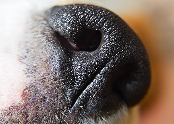 istock nose of a dog 149358136