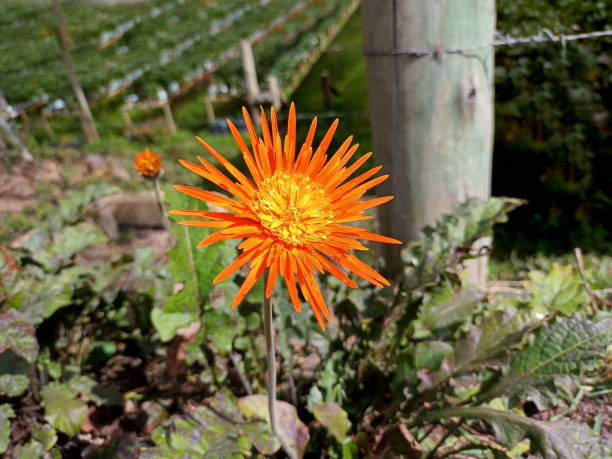 gerbera flower stock photo