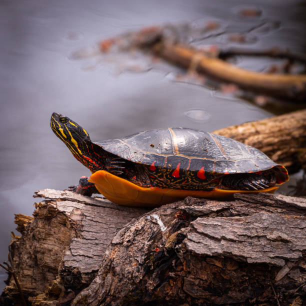 istock Eastern Painted Turtle on the tree logs on the lakeside 1493584849
