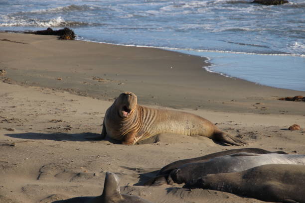 istock Elephant seal molting on the beach by blue ocean water waves. 1493584859
