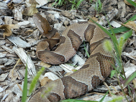 A young child holding a Hognose Snake in the palms of her hands. July 2023 Detroit Michigan USA