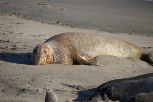 istock Elephant seal molting on the beach by blue ocean water waves. 1493584906