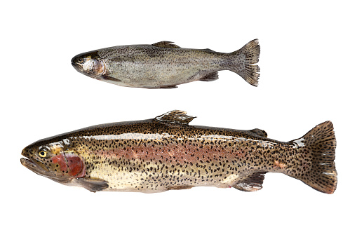 big and small freshwater fish rainbow trout (Oncorhynchus mykiss). isolated on white background