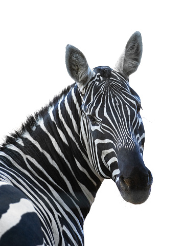 zebra portrait isolated on white background