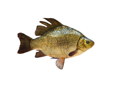 golden crucian fish  isolated on white background