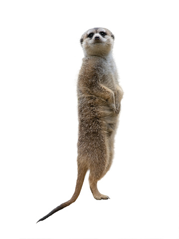 Close up portrait of two meerkats standing up.