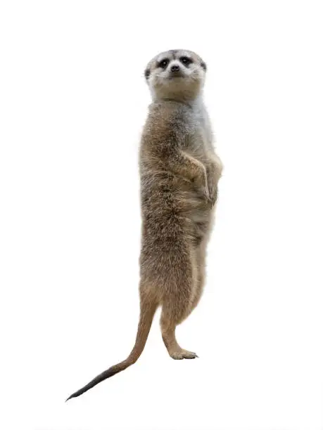 Photo of standing meerkat isolated on white background