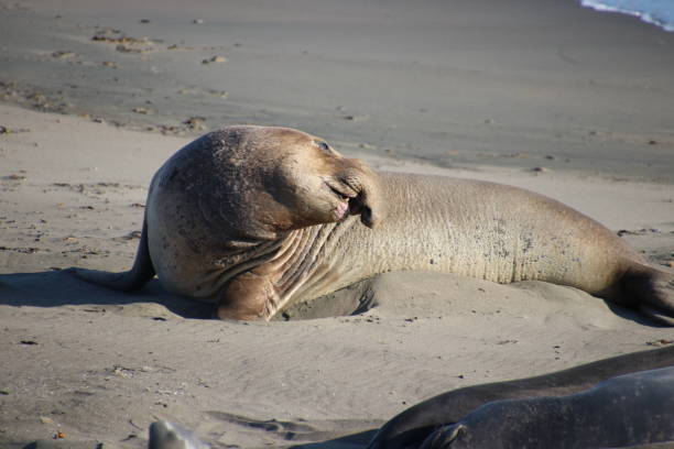 istock Elephant seal molting on the beach by blue ocean water waves. 1493586399