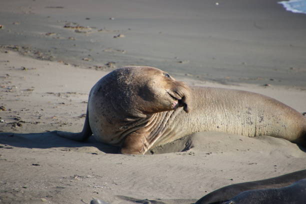 istock Elephant seal molting on the beach by blue ocean water waves. 1493586459