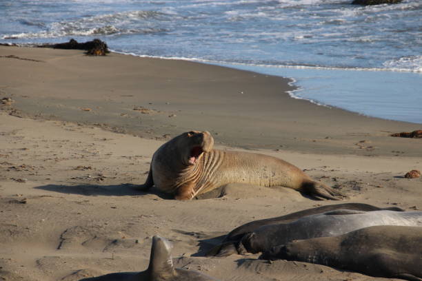 istock Elephant seal molting on the beach by blue ocean water waves. 1493586471