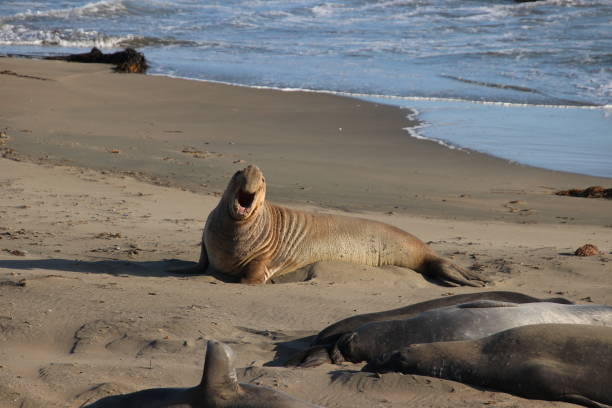 istock Elephant seal molting on the beach by blue ocean water waves. 1493586486