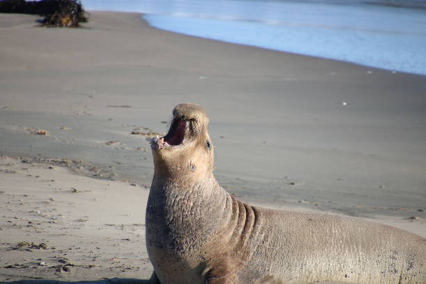 istock Elephant seal molting on the beach by blue ocean water waves. 1493586494