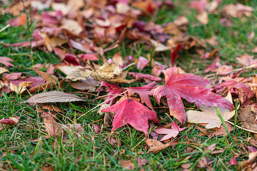 Autumn Leaves on Grass