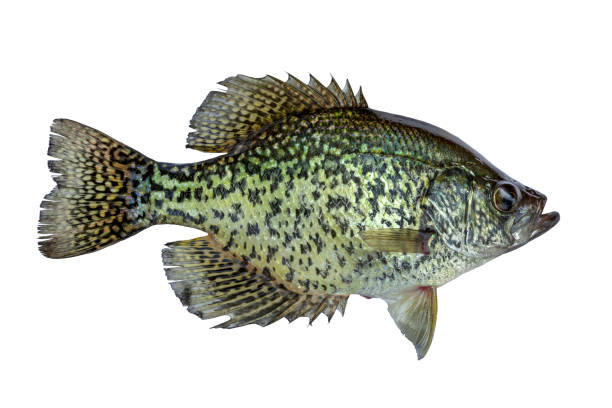 Black crappie fresh caught in a northern Minnesota lake isolated on a white background stock photo