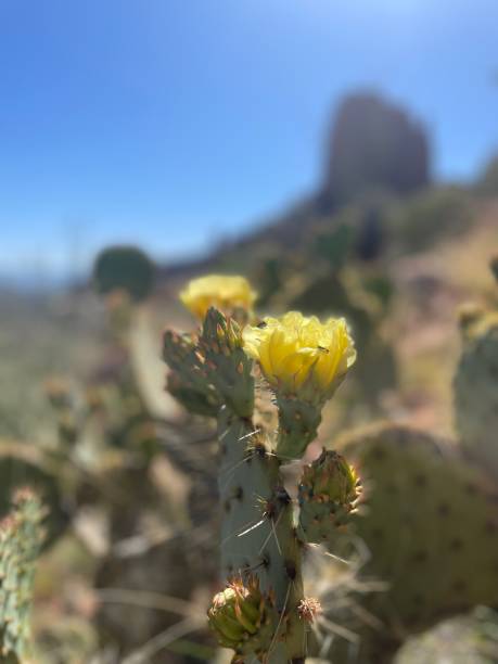 istock Sedona Arizona 1493589630