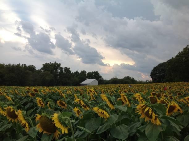 istock Sunflowers in Kansas 1493589807